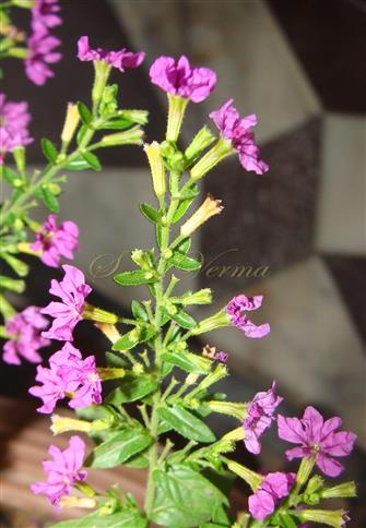  Flowering branch
